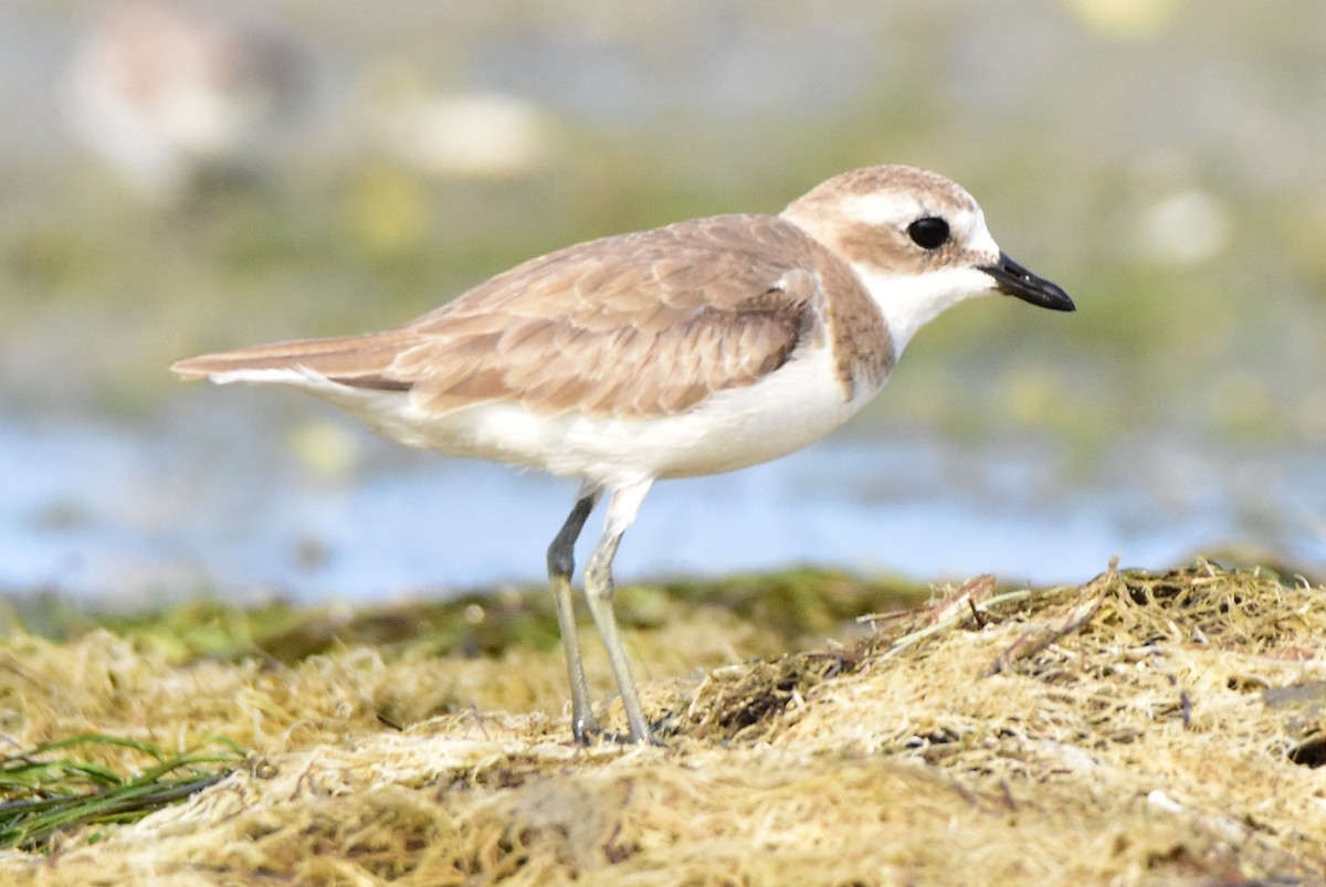 Greater Sand-Plover - TheNatureTrust (GroupAccount)
