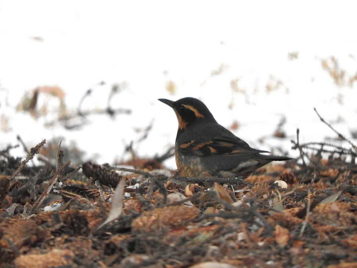 Varied Thrush - ML511316741