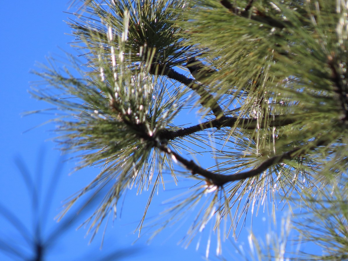 Mountain Chickadee - ML511316971