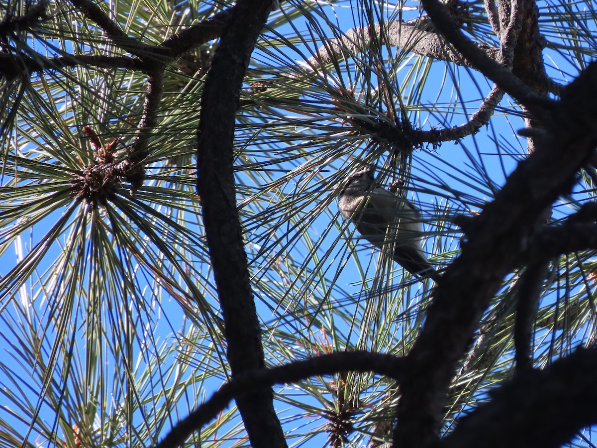 Mountain Chickadee - ML511316991