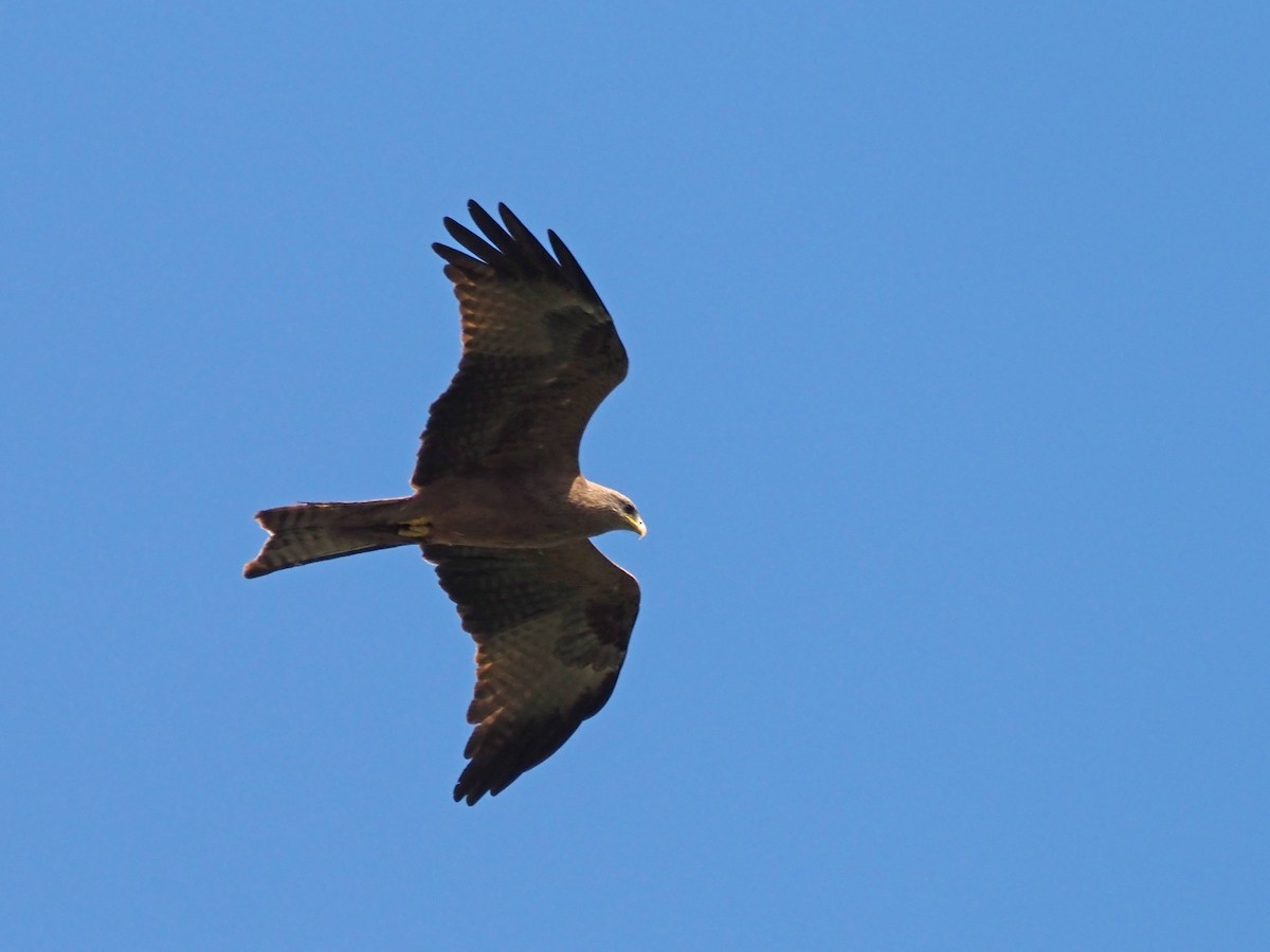 Black Kite (Yellow-billed) - Luc and Therese Jacobs