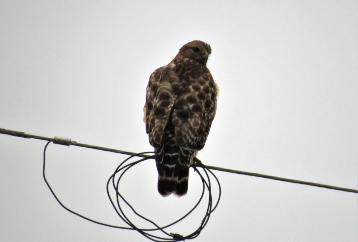 Red-shouldered Hawk - ML511318331