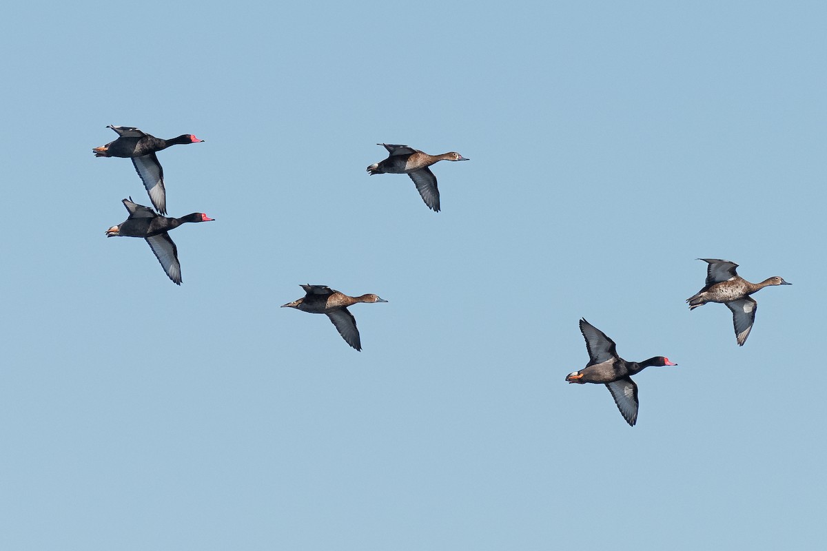 Rosy-billed Pochard - ML511320091