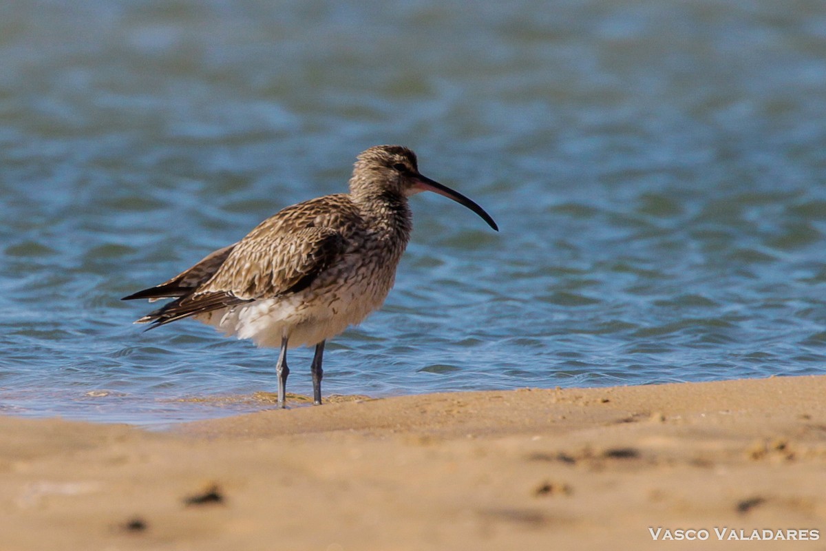 Regenbrachvogel - ML51132061