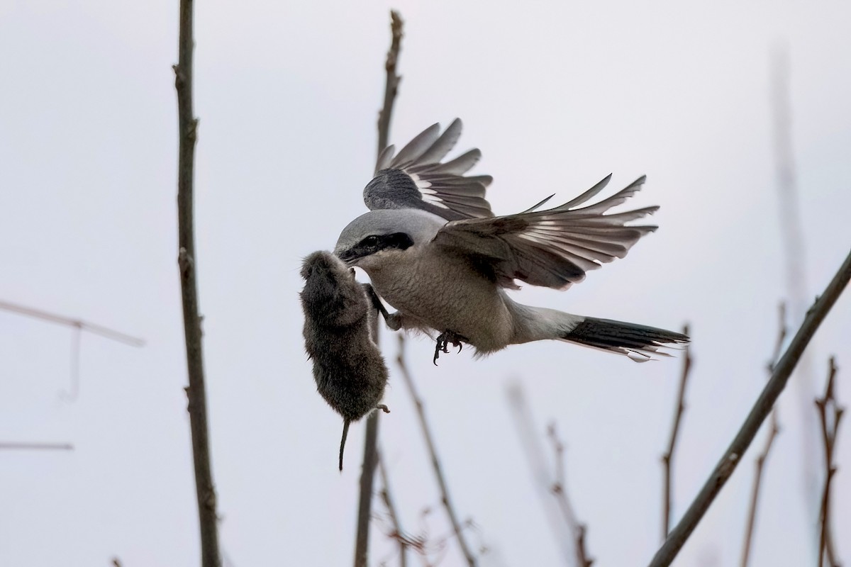 Northern Shrike - Sue Barth