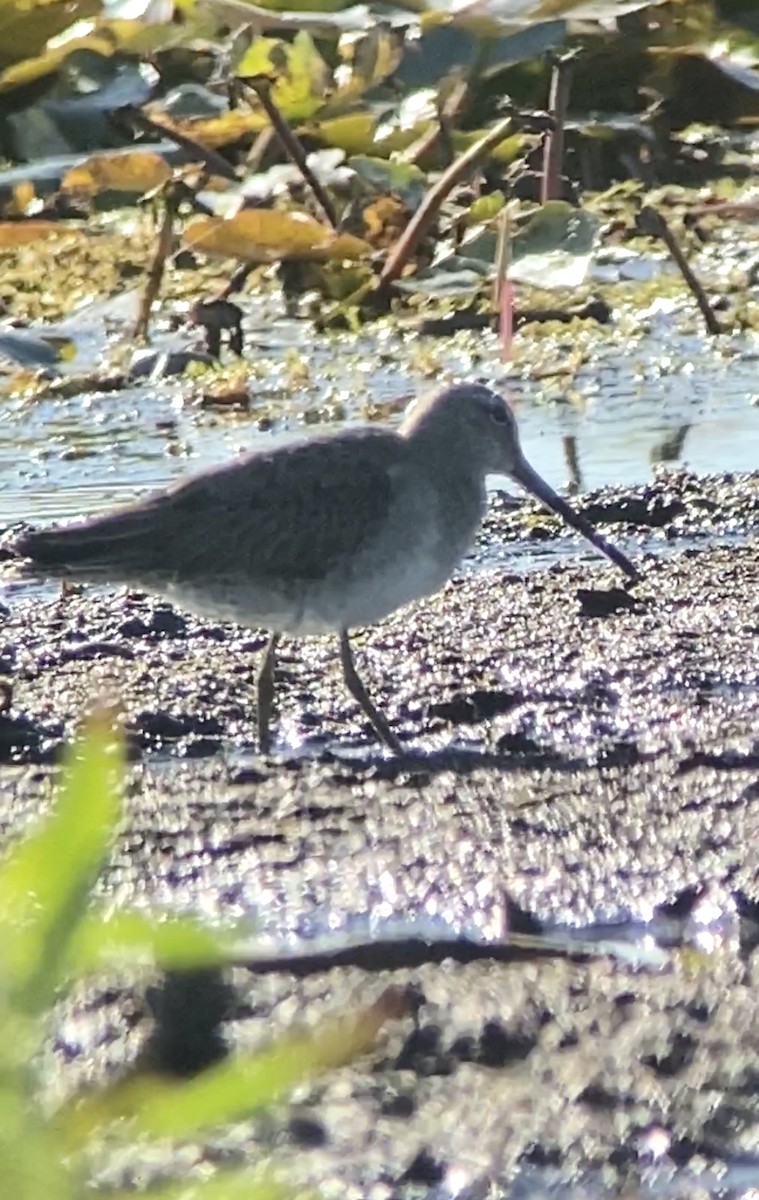 Long-billed Dowitcher - ML511322811