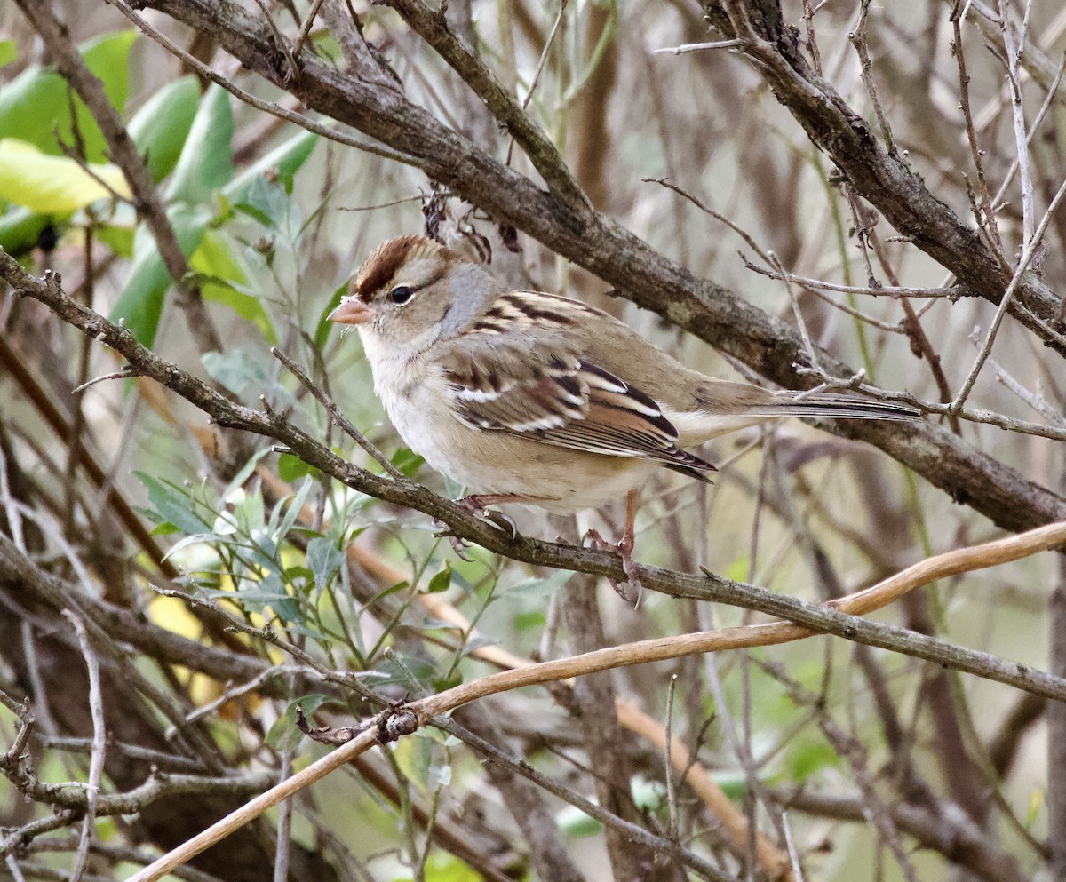 White-crowned Sparrow - ML511323161