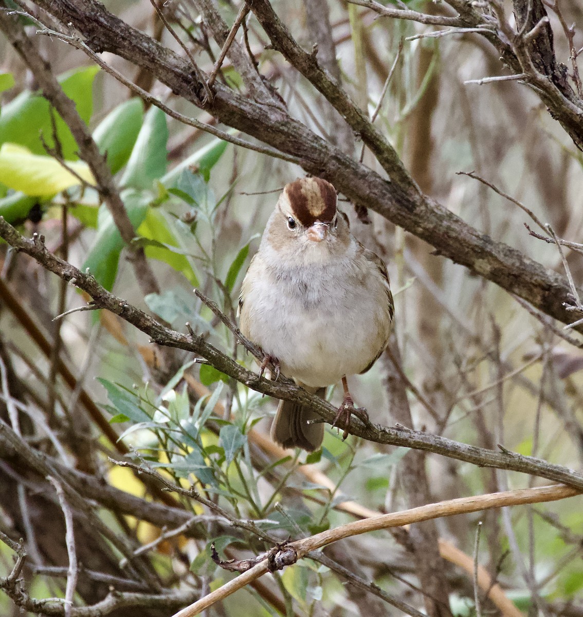 White-crowned Sparrow - ML511323251