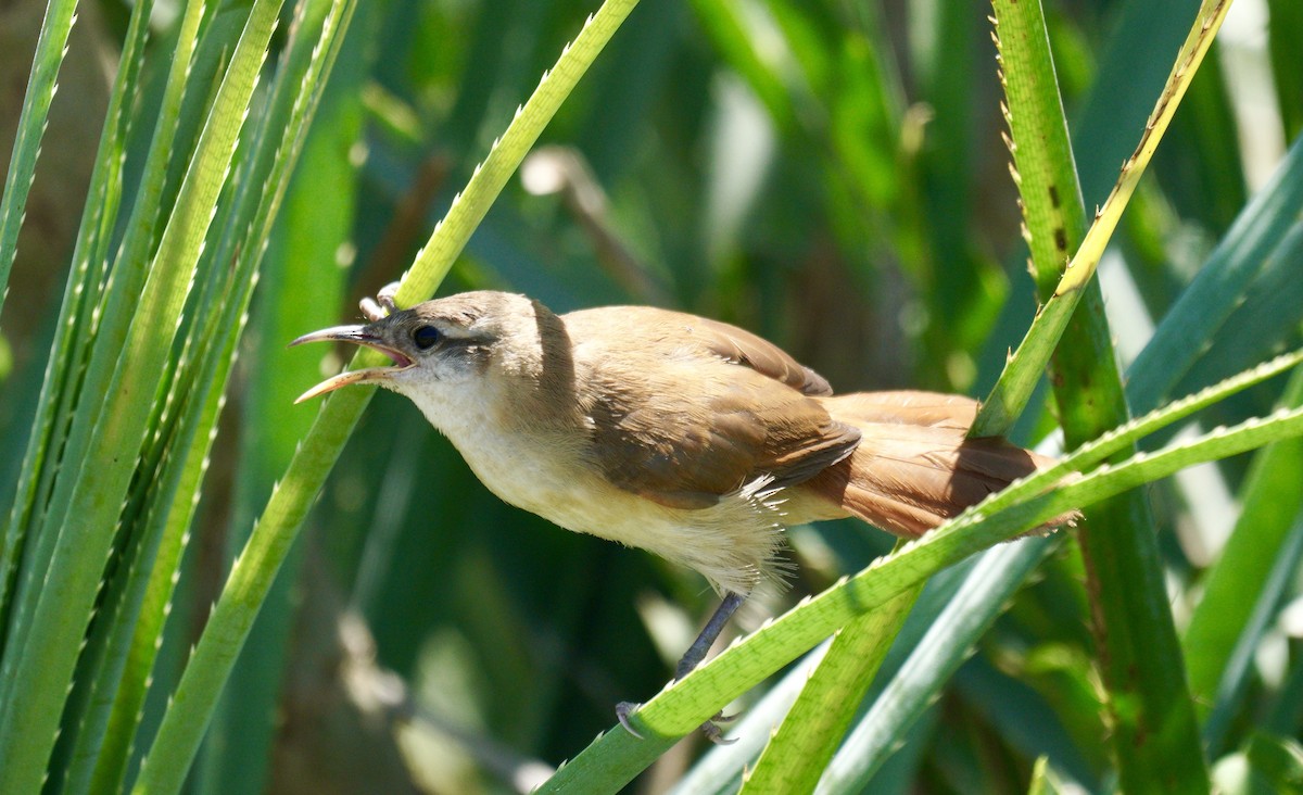 Curve-billed Reedhaunter - ML511323821