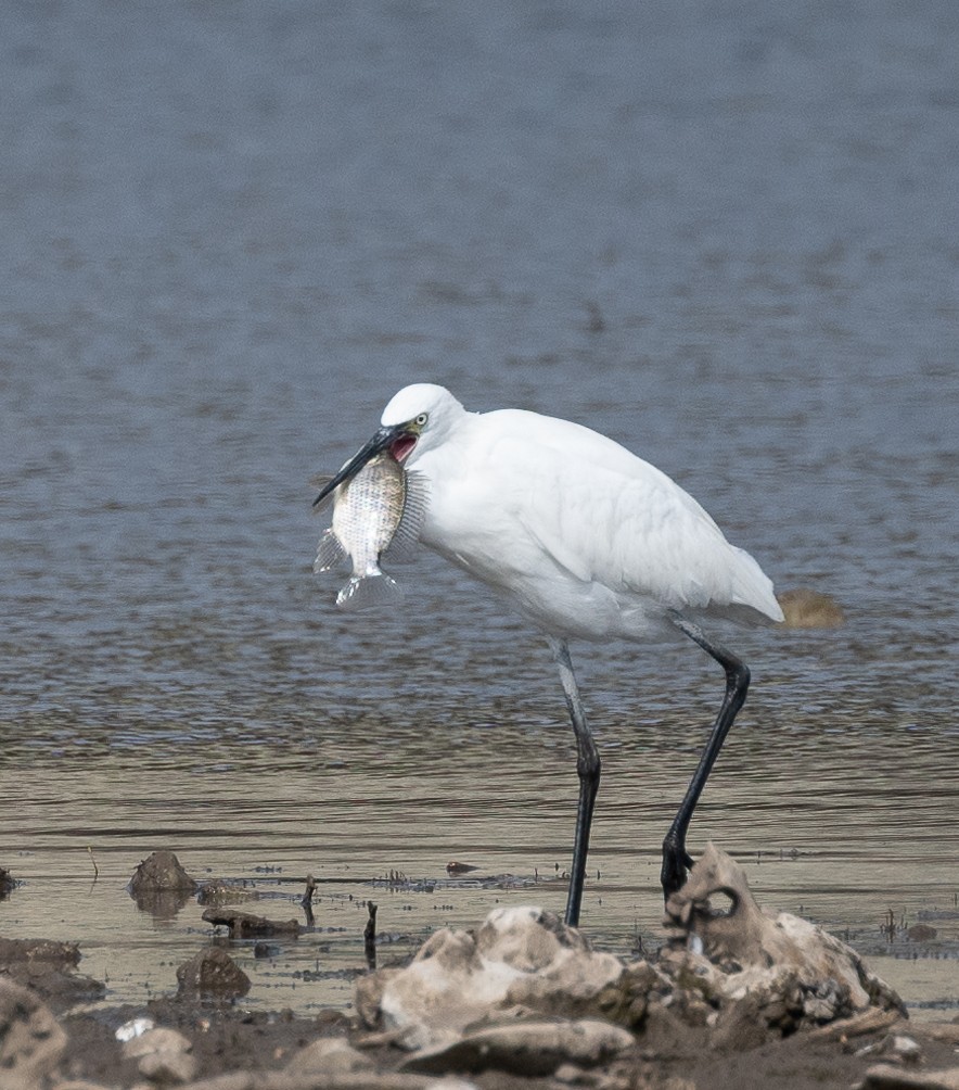 Reddish Egret - ML511324731