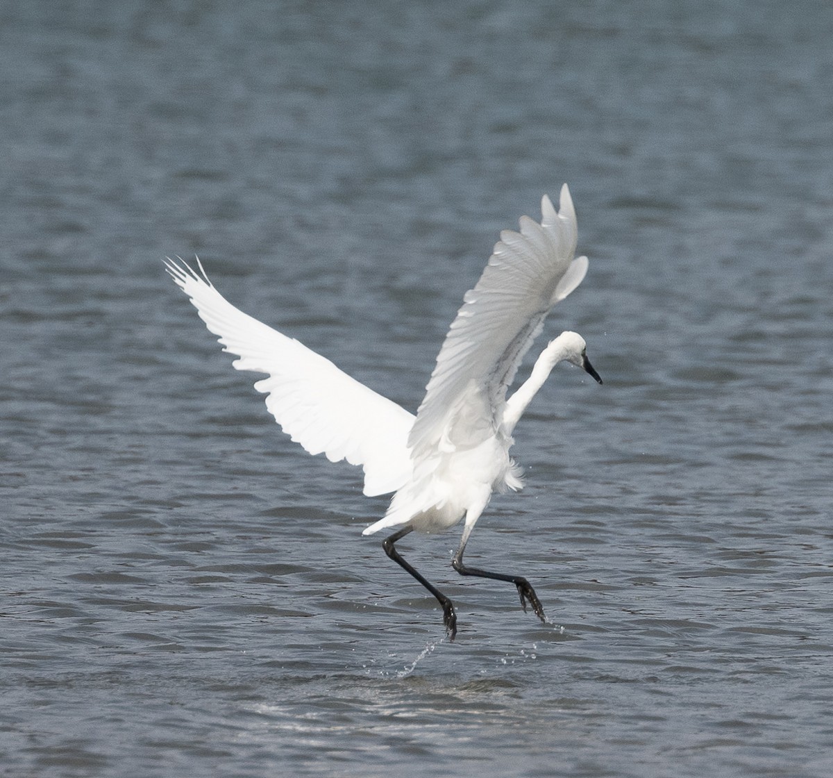 Reddish Egret - ML511324751