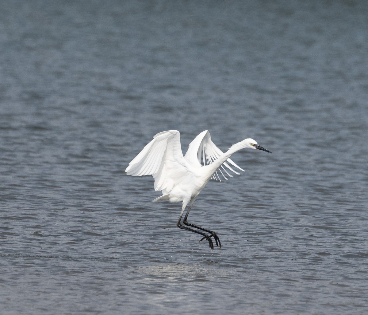 Reddish Egret - ML511324761