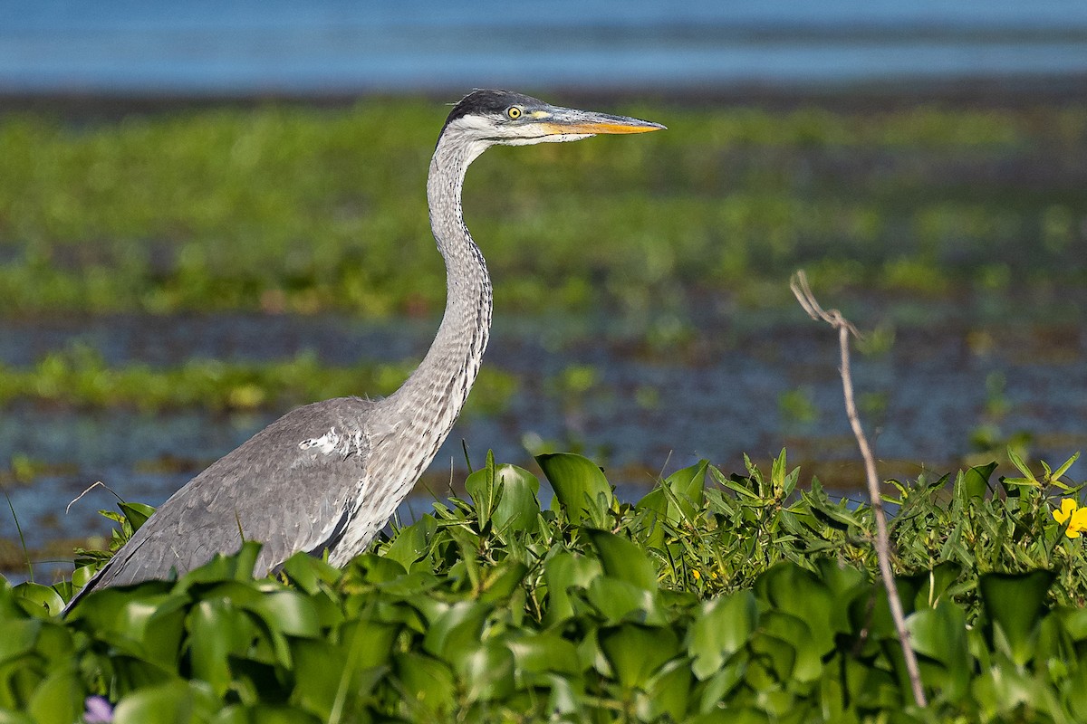 Cocoi Heron - Fernando Vidal Volpe