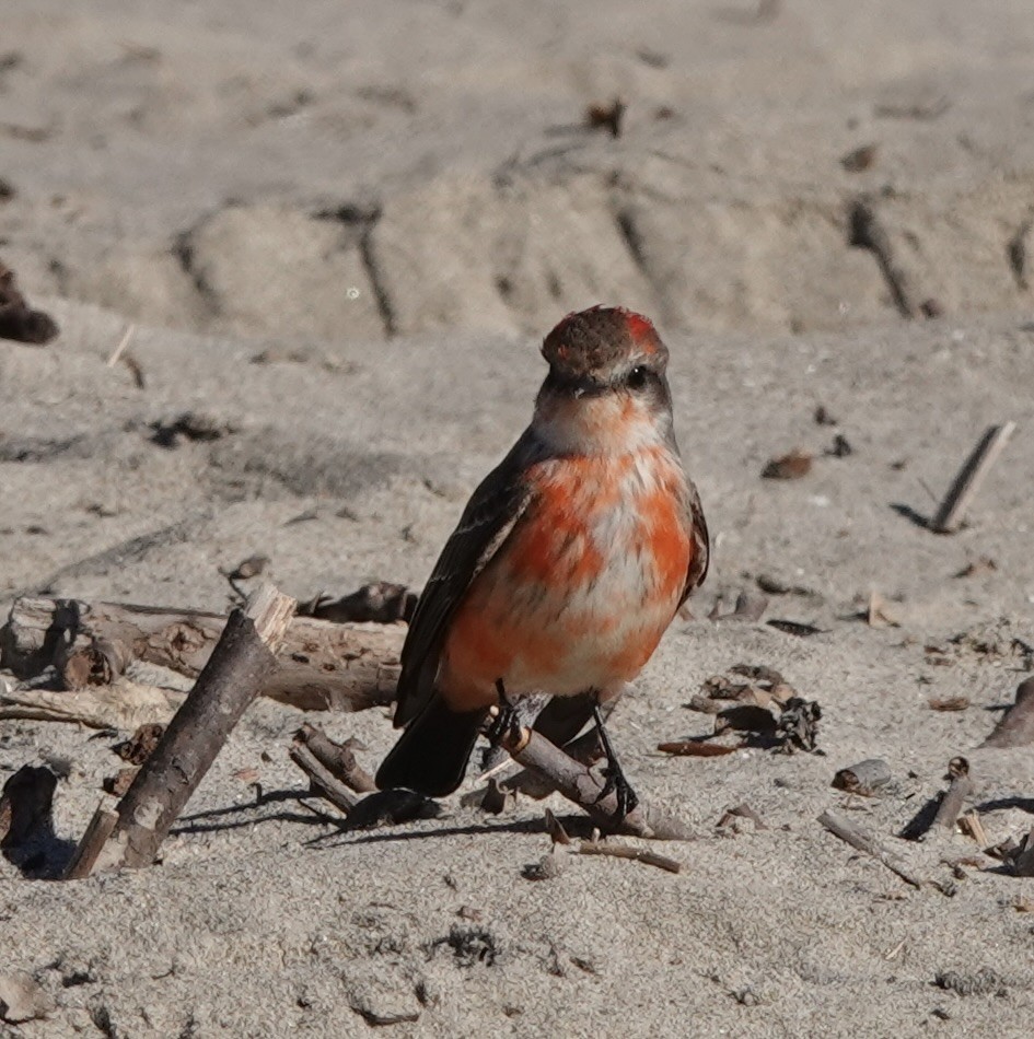 Vermilion Flycatcher - ML511325391