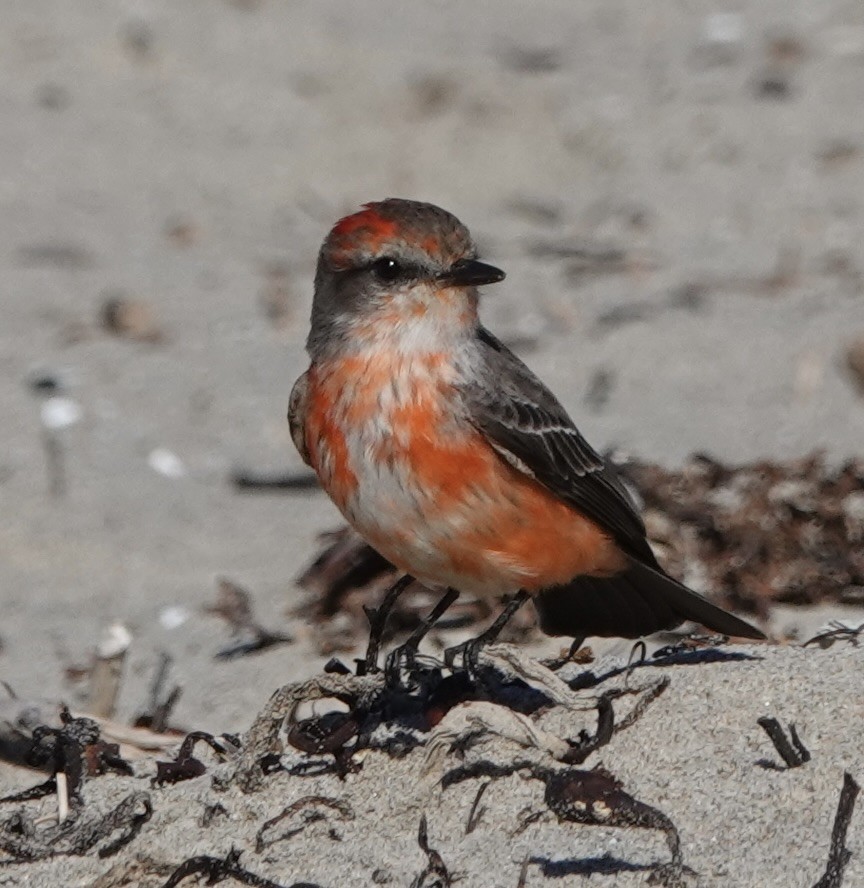 Vermilion Flycatcher - ML511325401