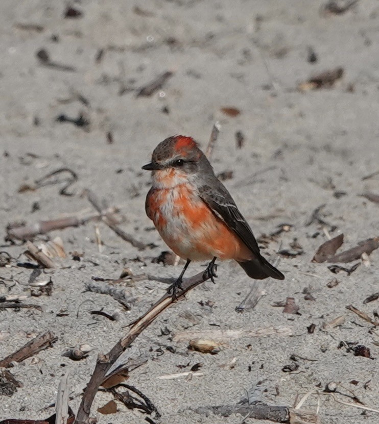 Vermilion Flycatcher - ML511325551