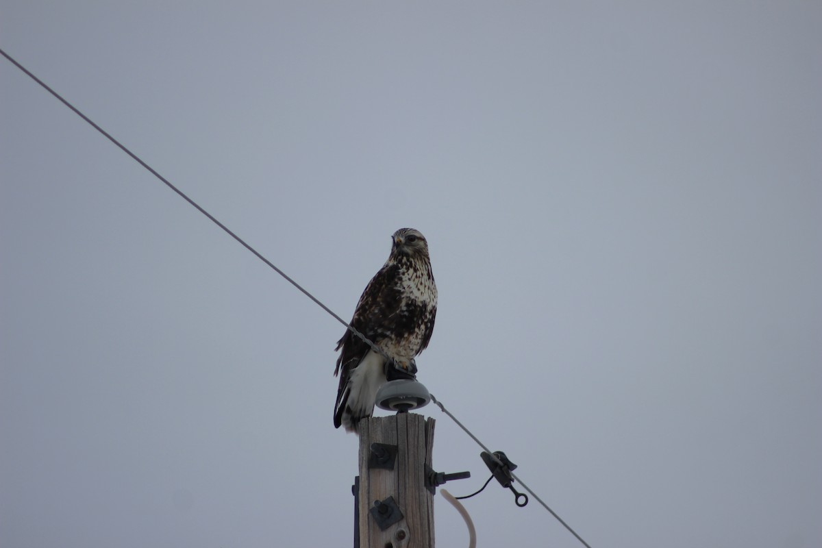 Rough-legged Hawk - ML511325571