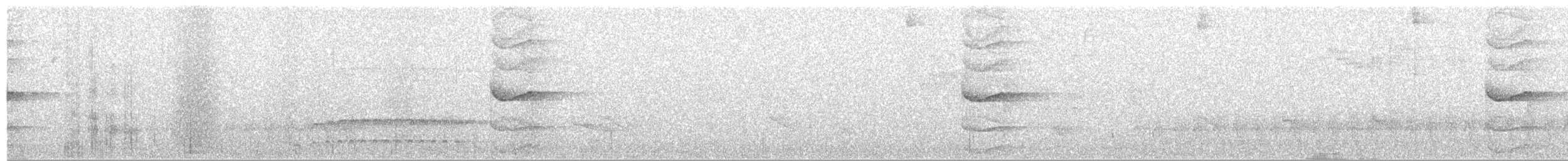 Grallaire ceinturée - ML511325731