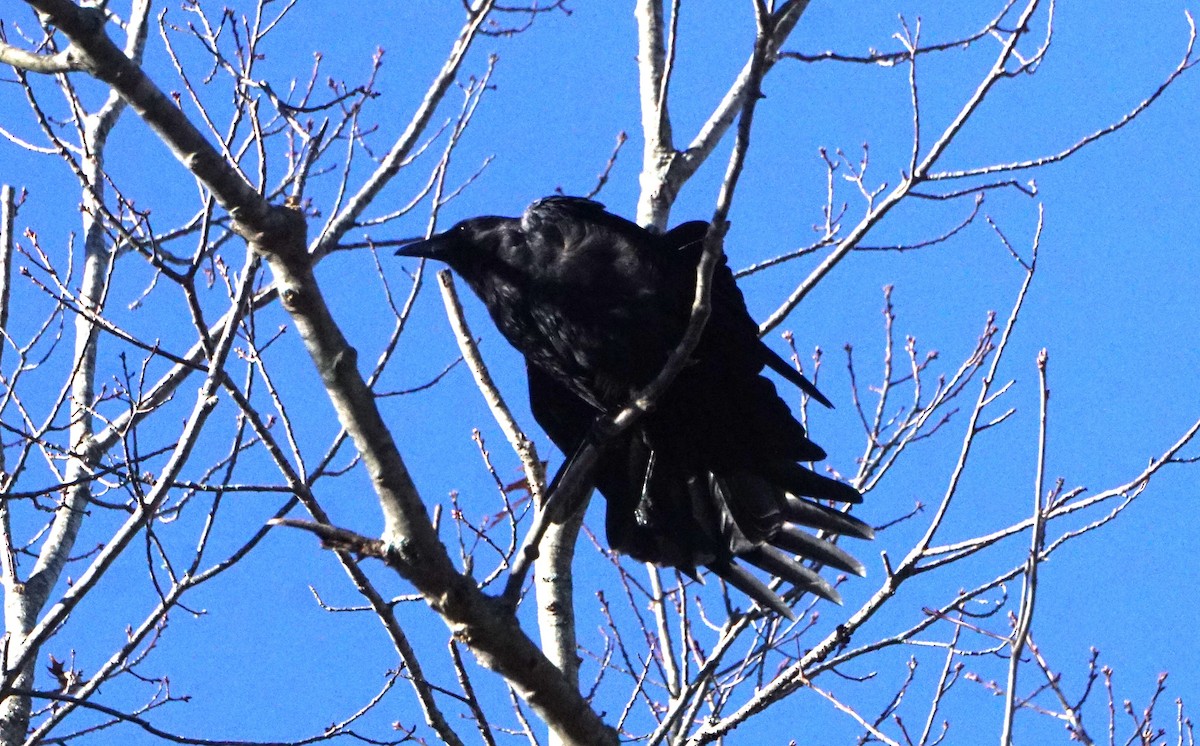 American Crow - ML511326191