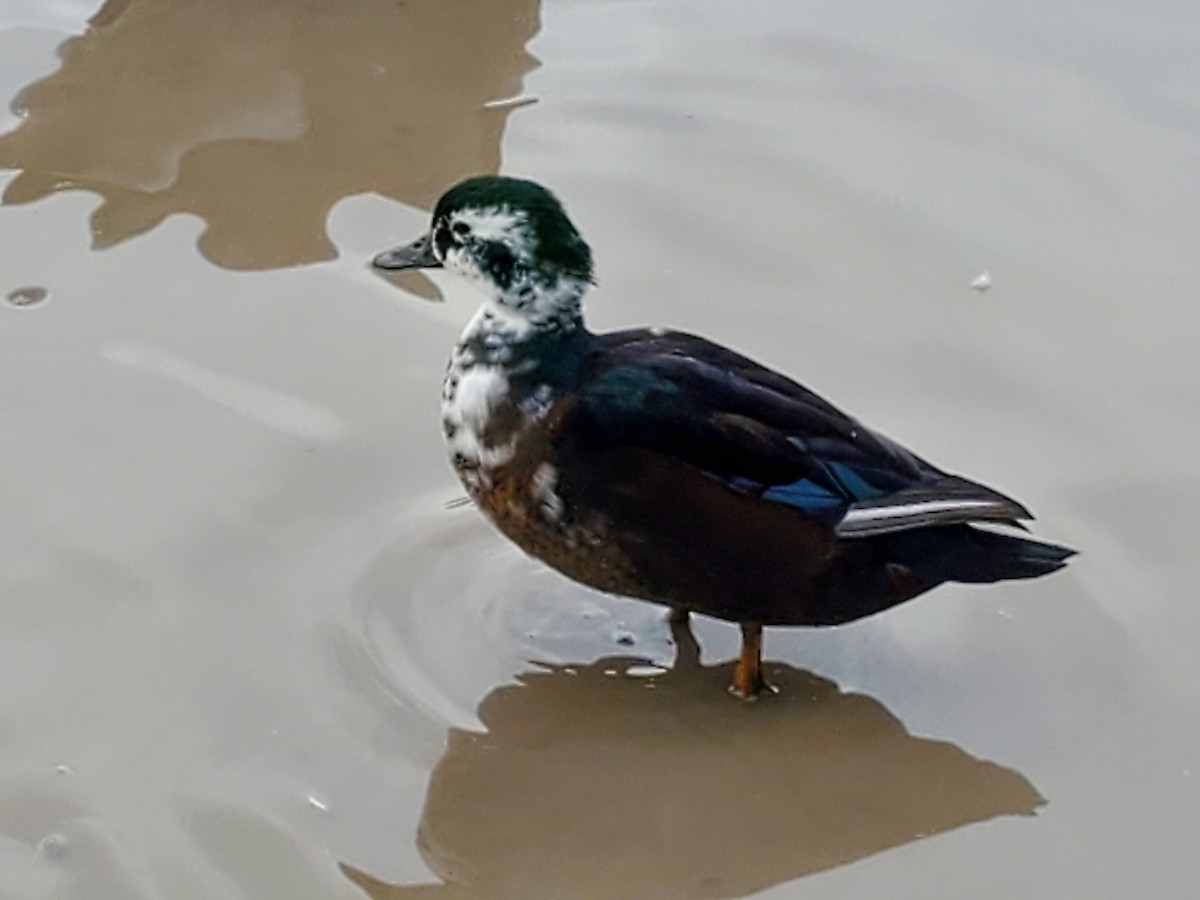 Wood Duck x Mallard (hybrid) - ML511327131