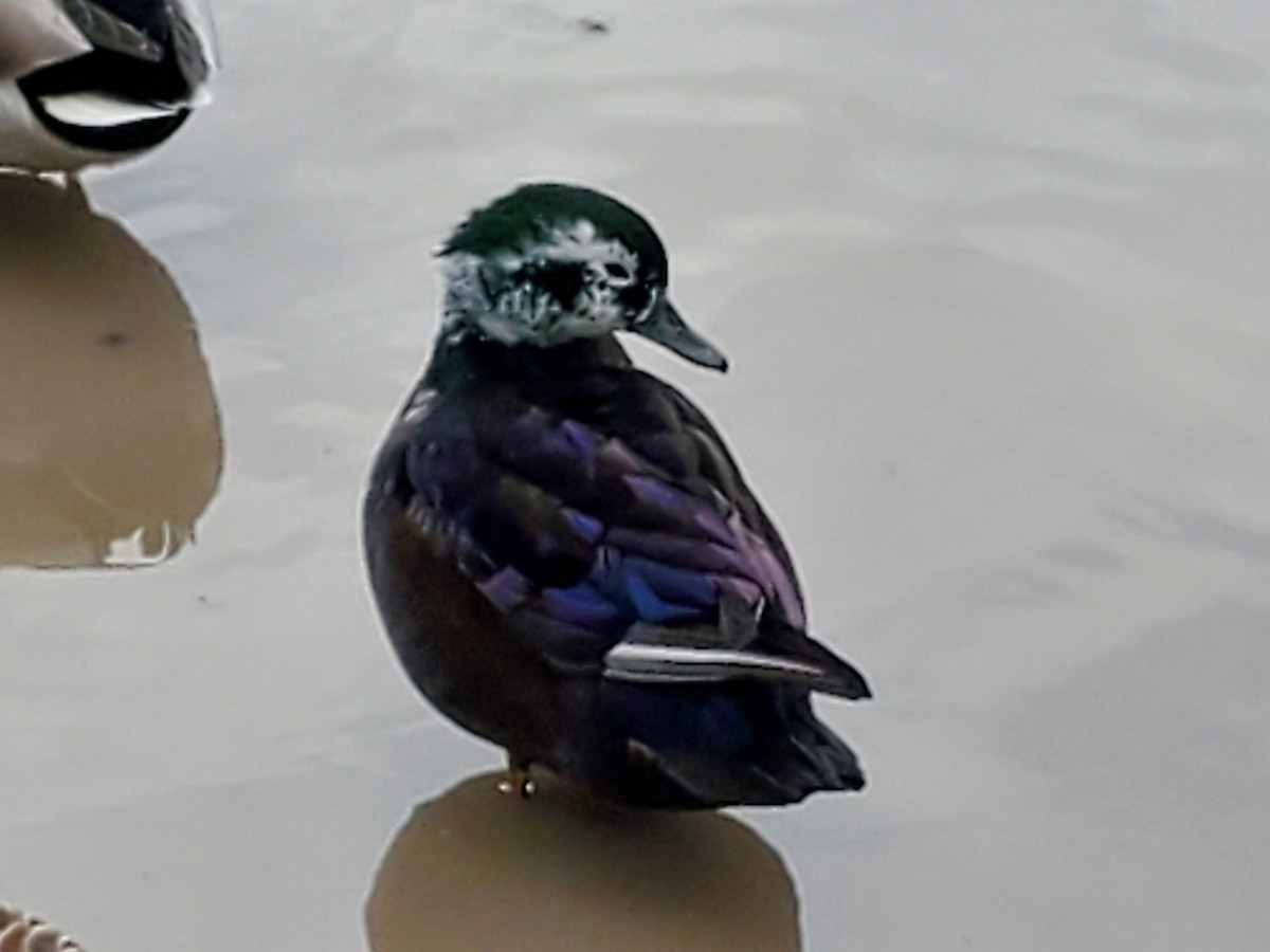 Wood Duck x Mallard (hybrid) - ML511327141