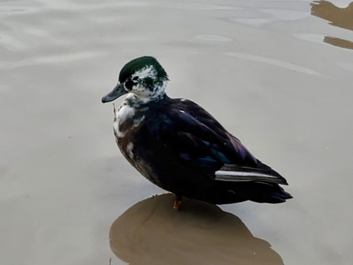 Wood Duck x Mallard (hybrid) - ML511327151