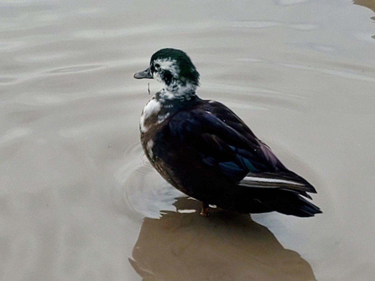 Wood Duck x Mallard (hybrid) - ML511327161