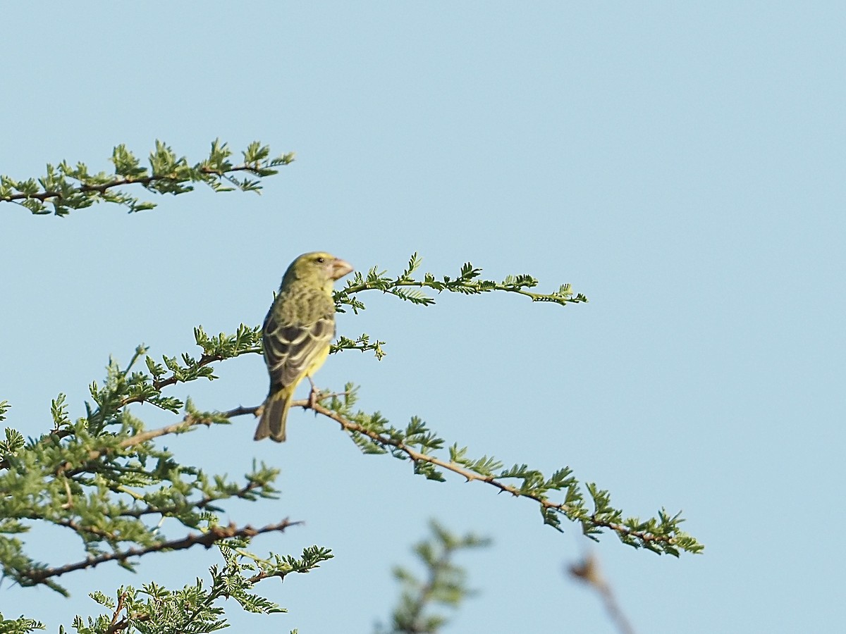 Southern Grosbeak-Canary - ML511328051