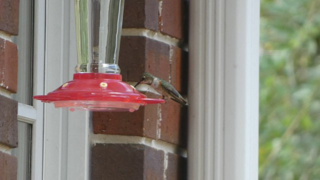 Rufous Hummingbird - ML511330041