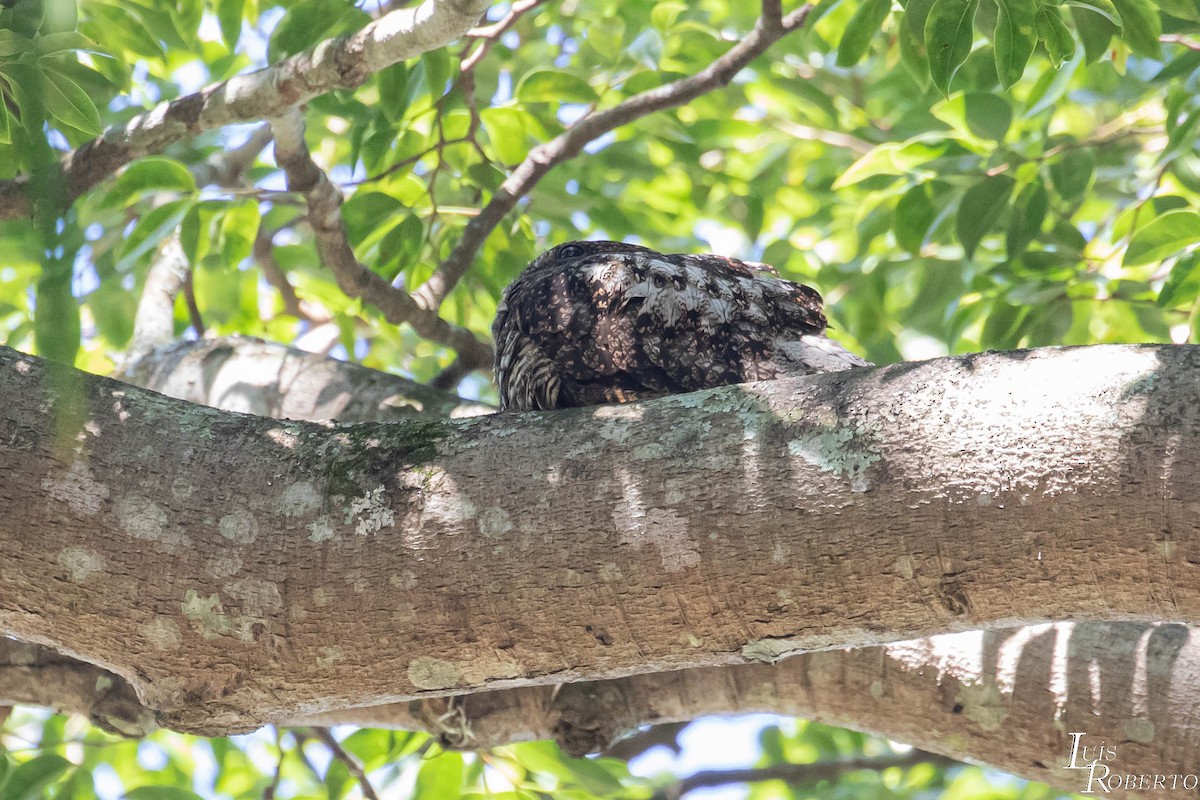 Short-tailed Nighthawk - ML511330391