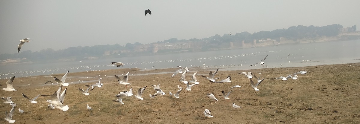 Black-headed/Brown-headed Gull - ML511330681