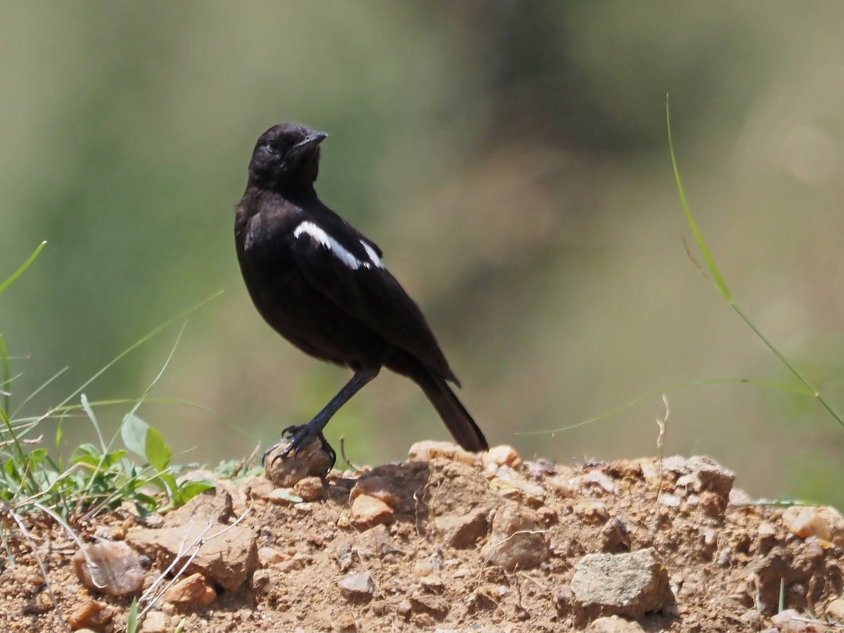 Zorzal Hormiguero Negro - ML511331211