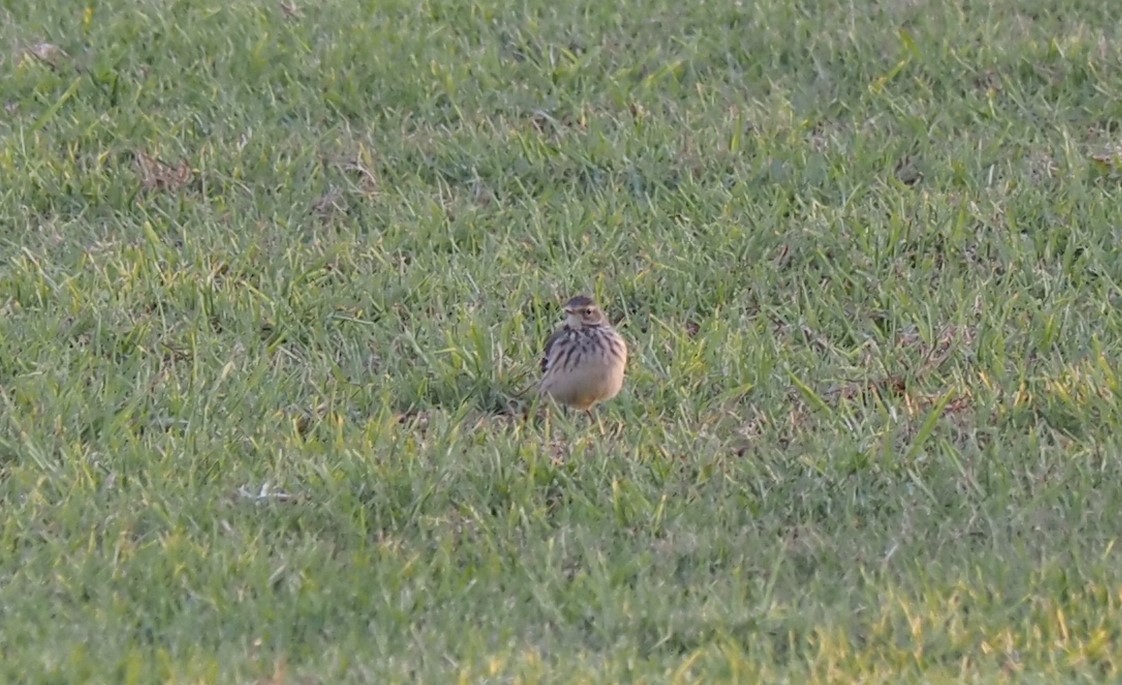 American Pipit - Uma Sachdeva