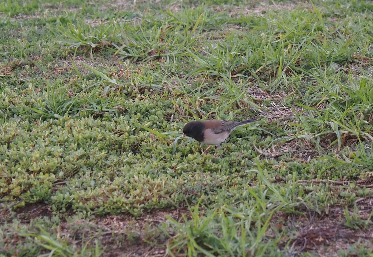 Dark-eyed Junco - Uma Sachdeva