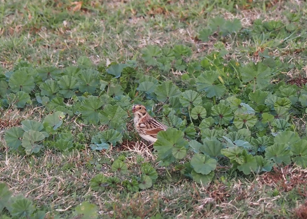 Lapland Longspur - Uma Sachdeva