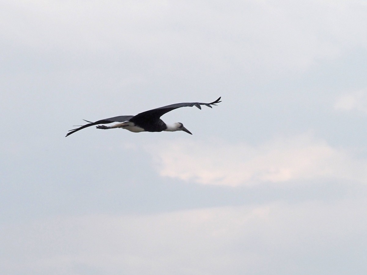 African Woolly-necked Stork - ML511334081