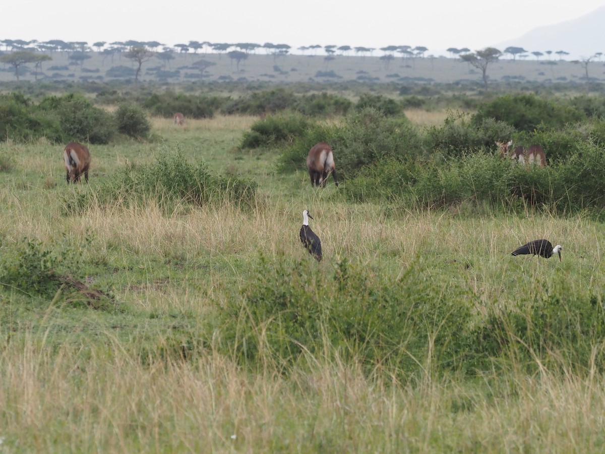 African Woolly-necked Stork - ML511334111