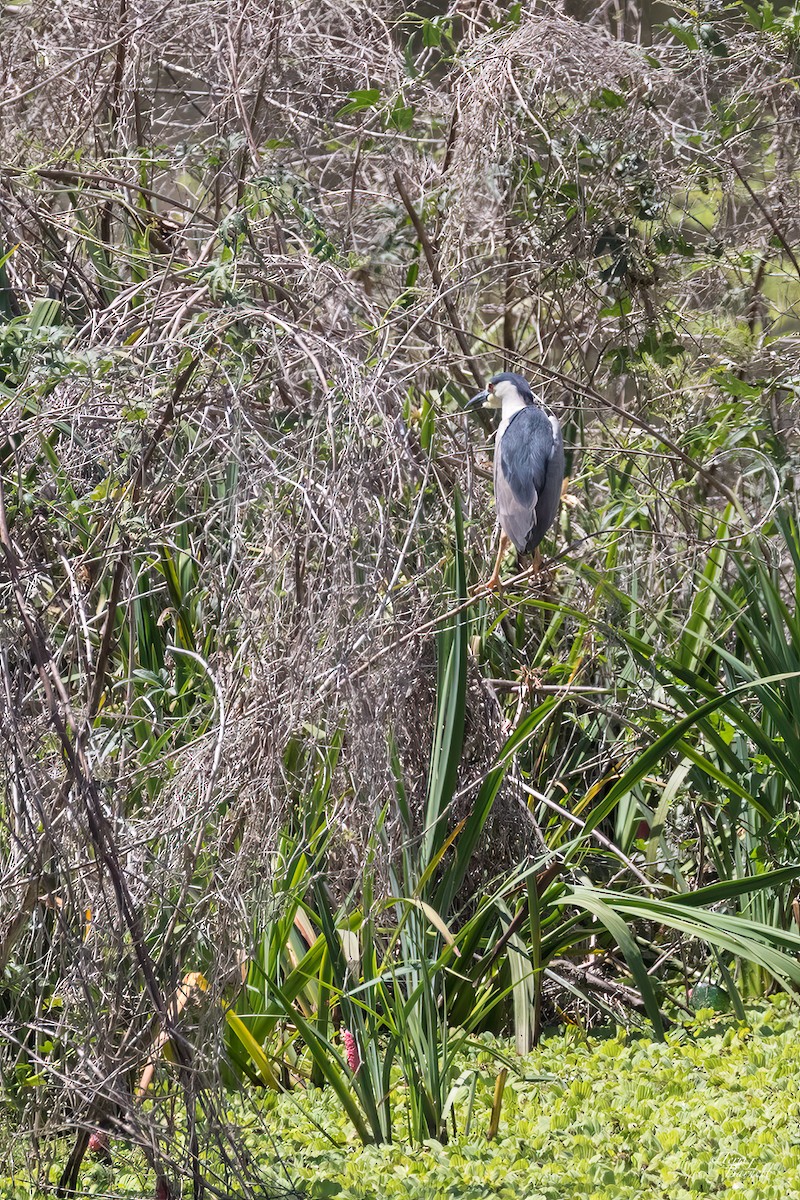 Black-crowned Night Heron - Terri Barnett