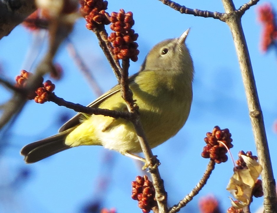 Orange-crowned Warbler - shelley seidman