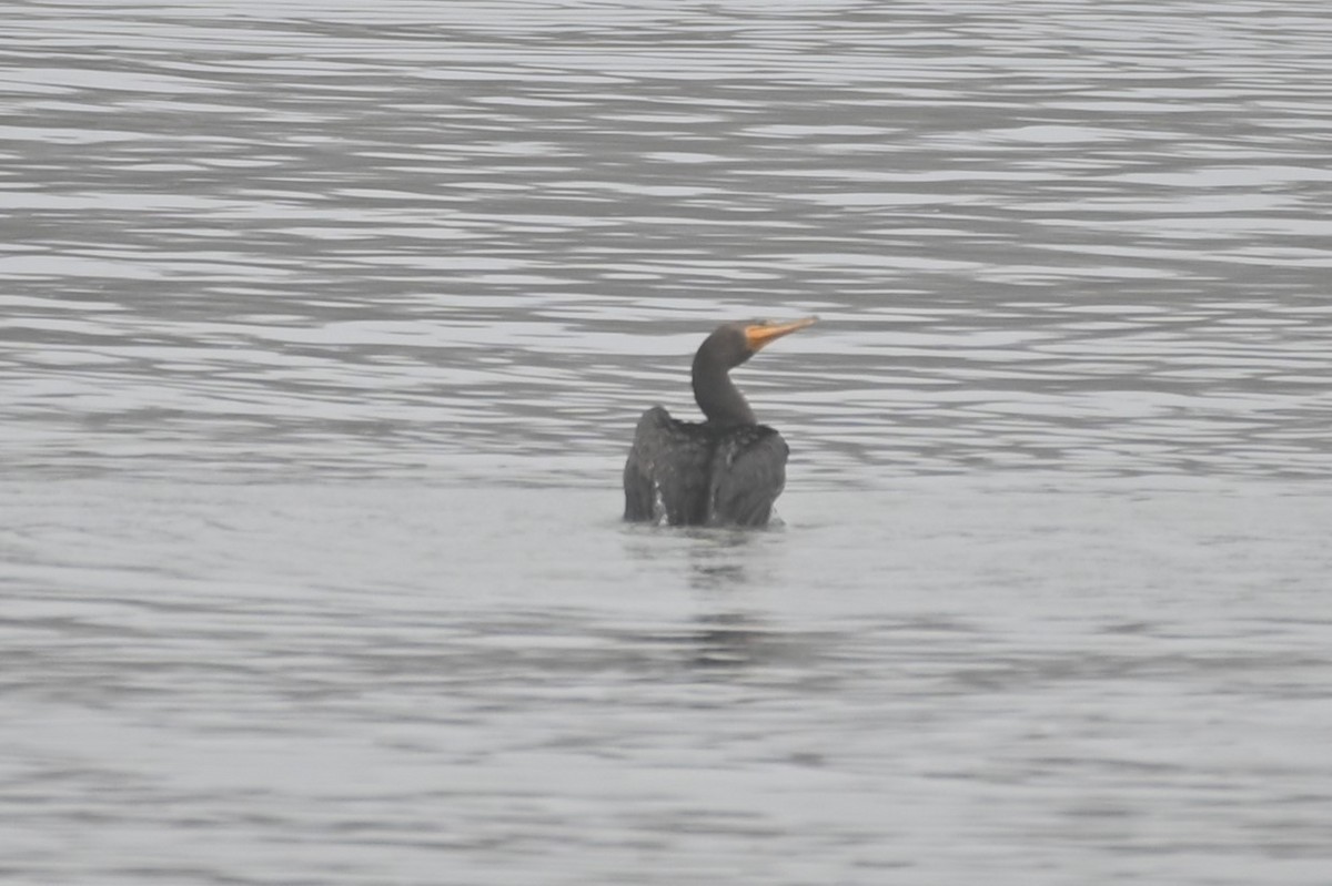 Double-crested Cormorant - ML511339531