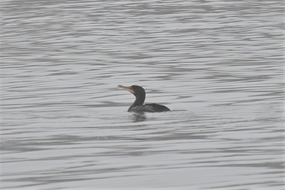 Double-crested Cormorant - ML511339541