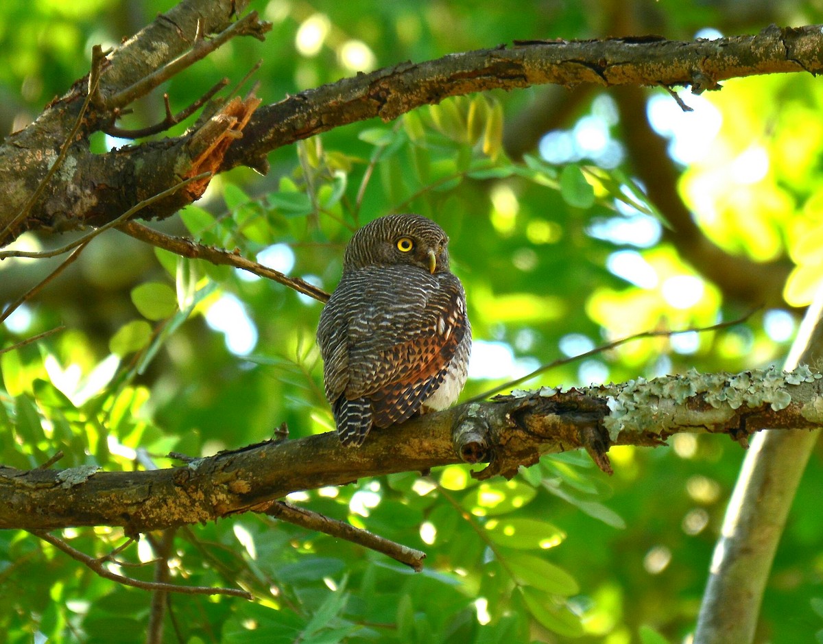 Jungle Owlet - ML51133971