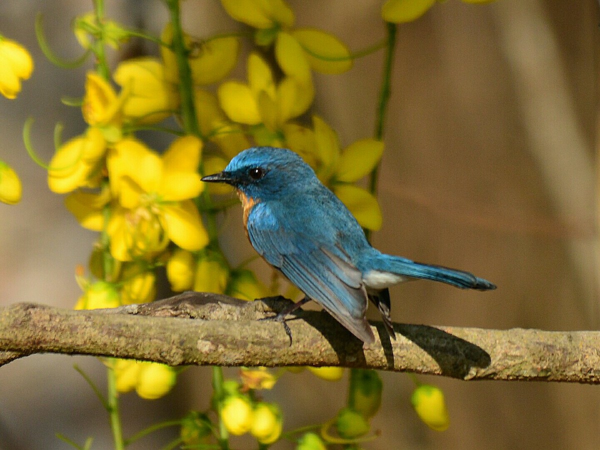 Tickell's Blue Flycatcher - ML51134111