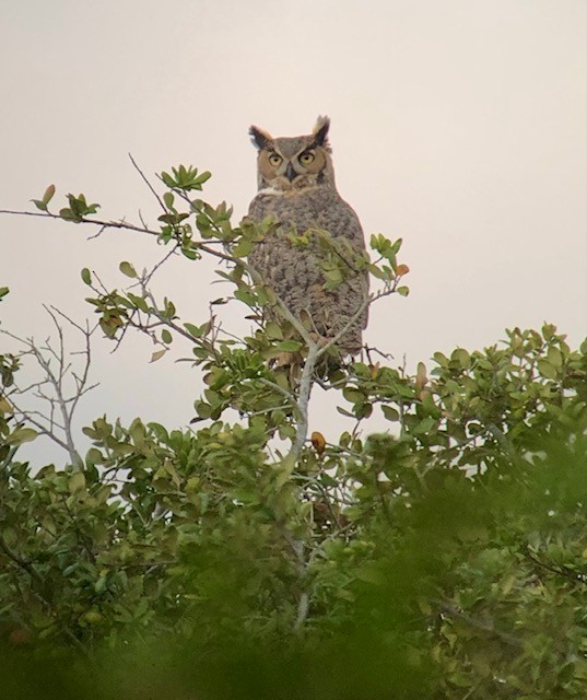 Great Horned Owl - Mark Abdy