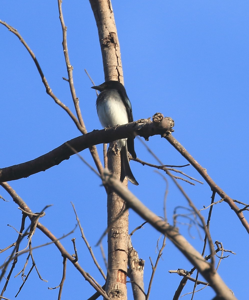 Ak Karınlı Drongo - ML51134321