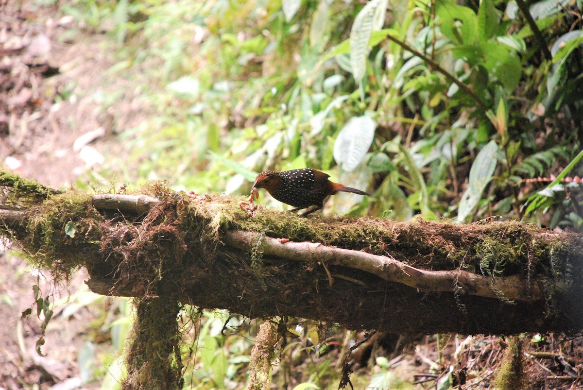 Ocellated Tapaculo - ML511343261