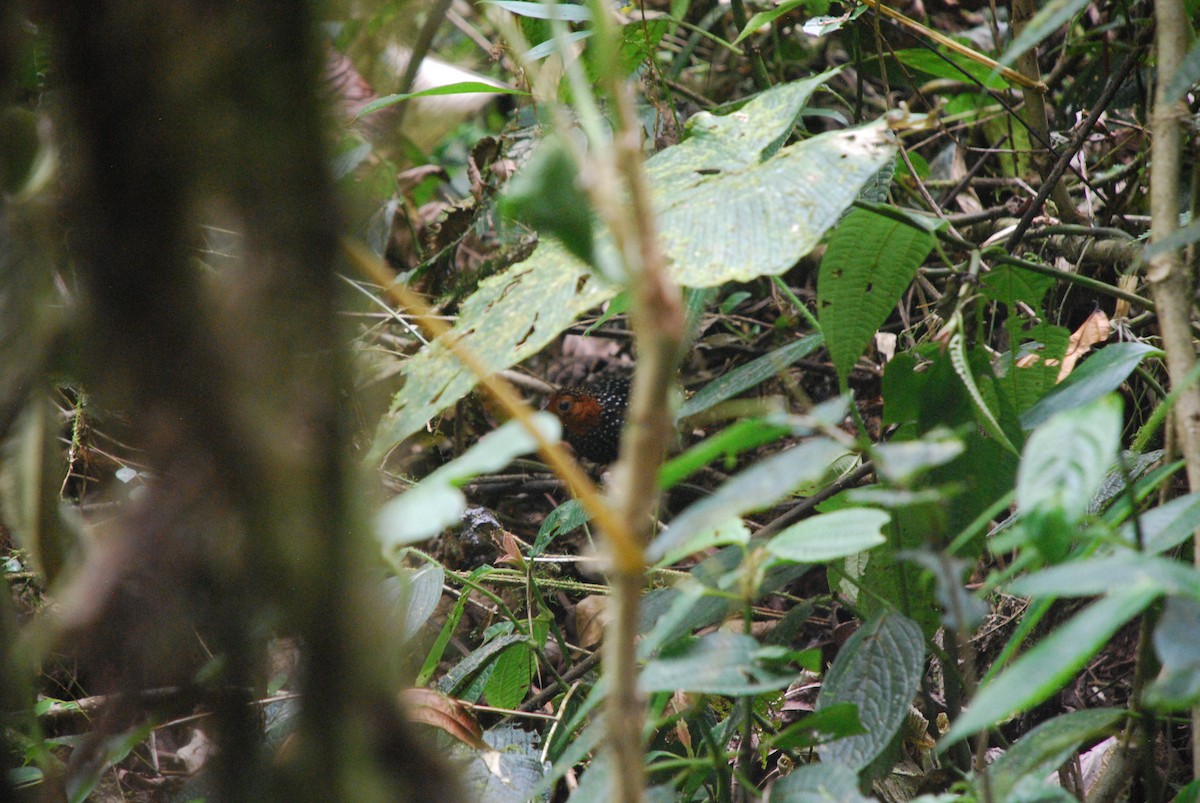 Ocellated Tapaculo - ML511343271
