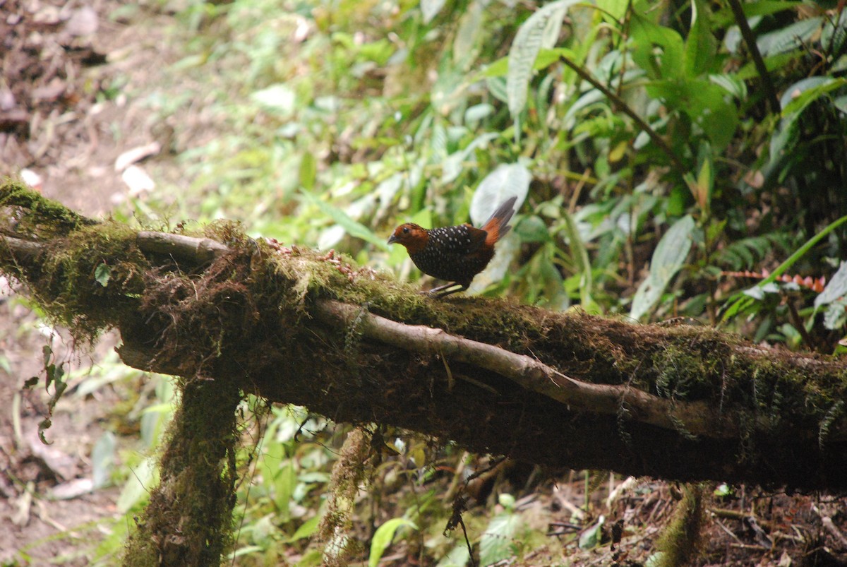 Ocellated Tapaculo - ML511343281