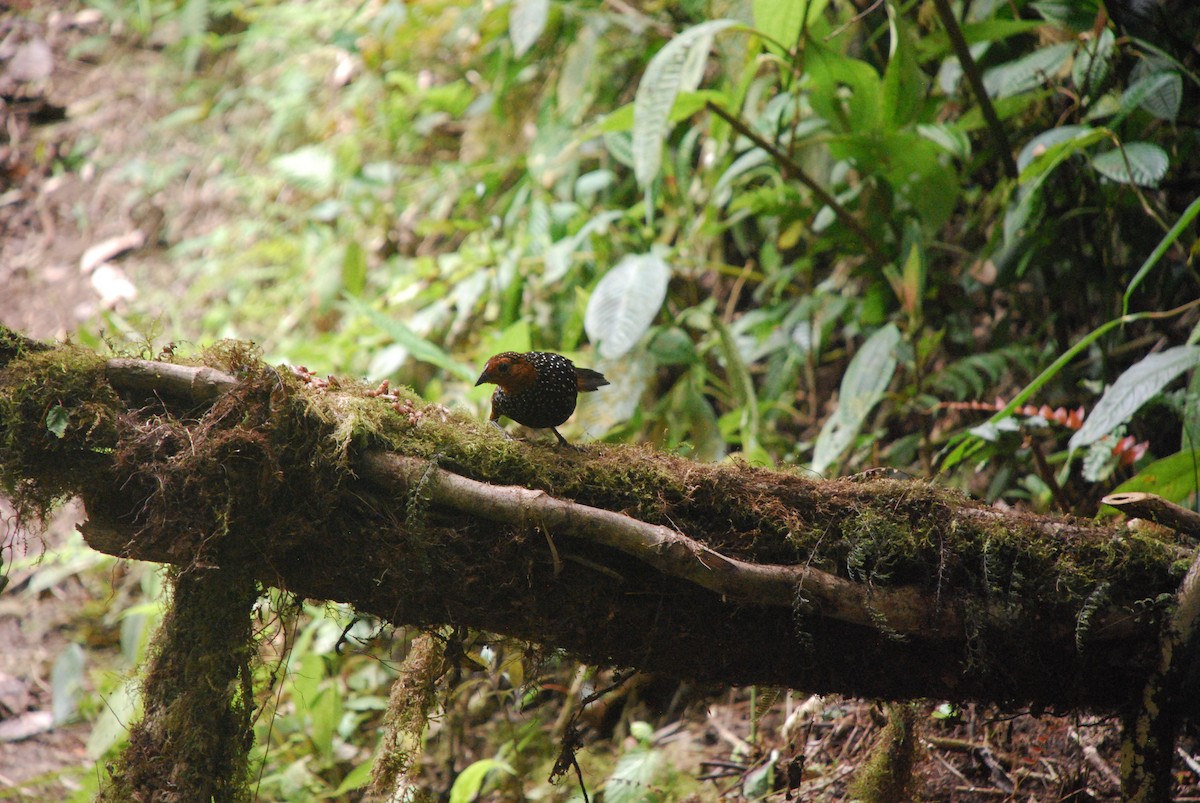 Ocellated Tapaculo - ML511343301
