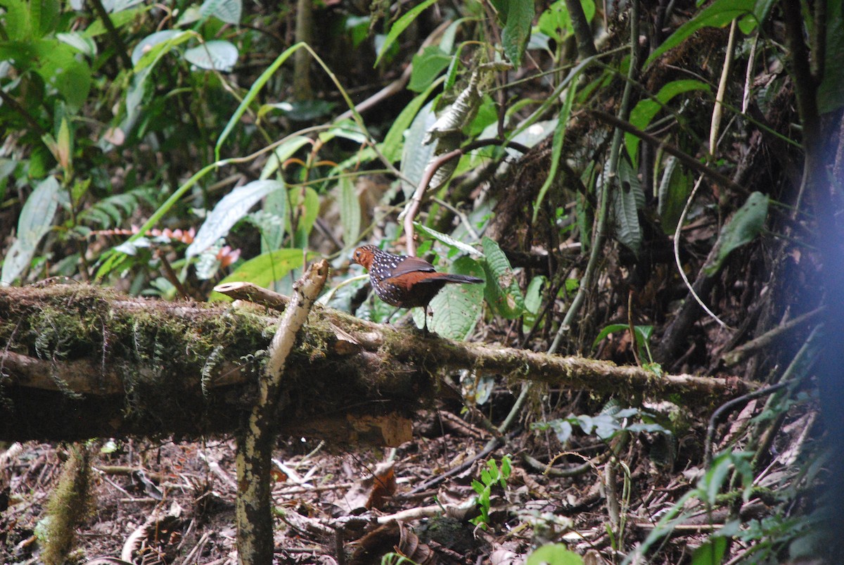 Ocellated Tapaculo - ML511343311